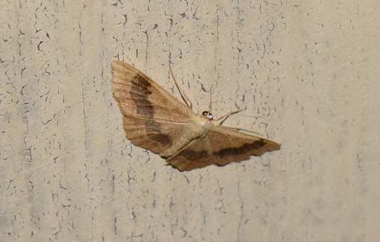 Idaea aversata (Geometridae)? S